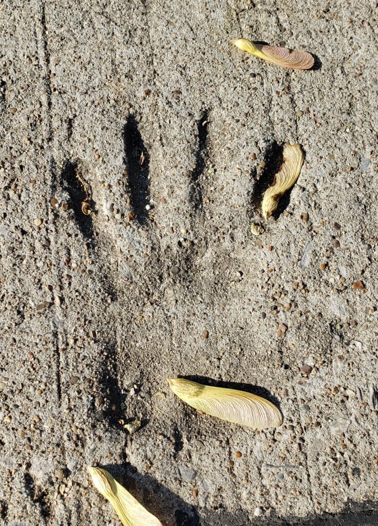Photo of maple seeds in concrete handprint