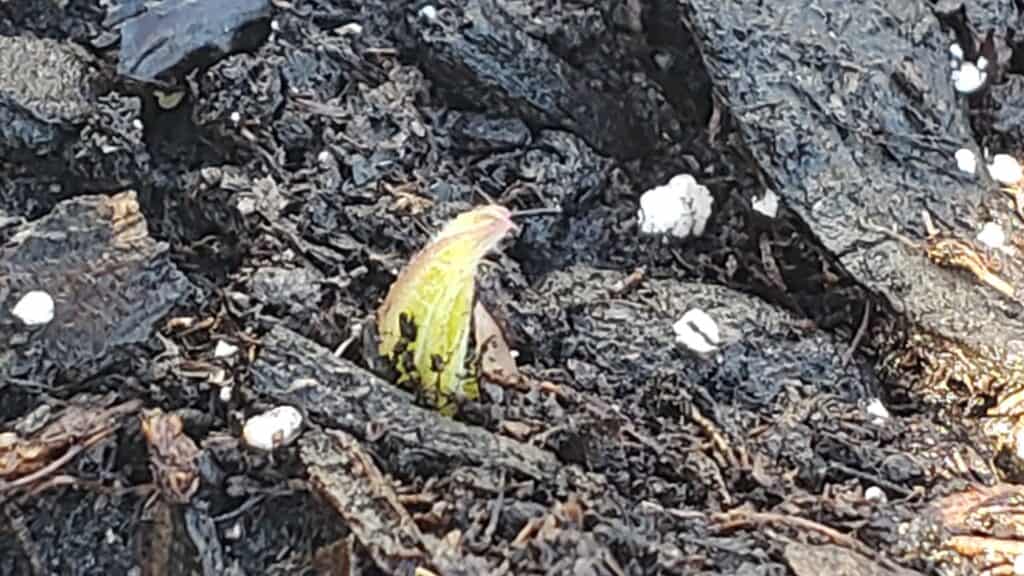 Photo of tiny sprout, Jerusalem artichoke plant