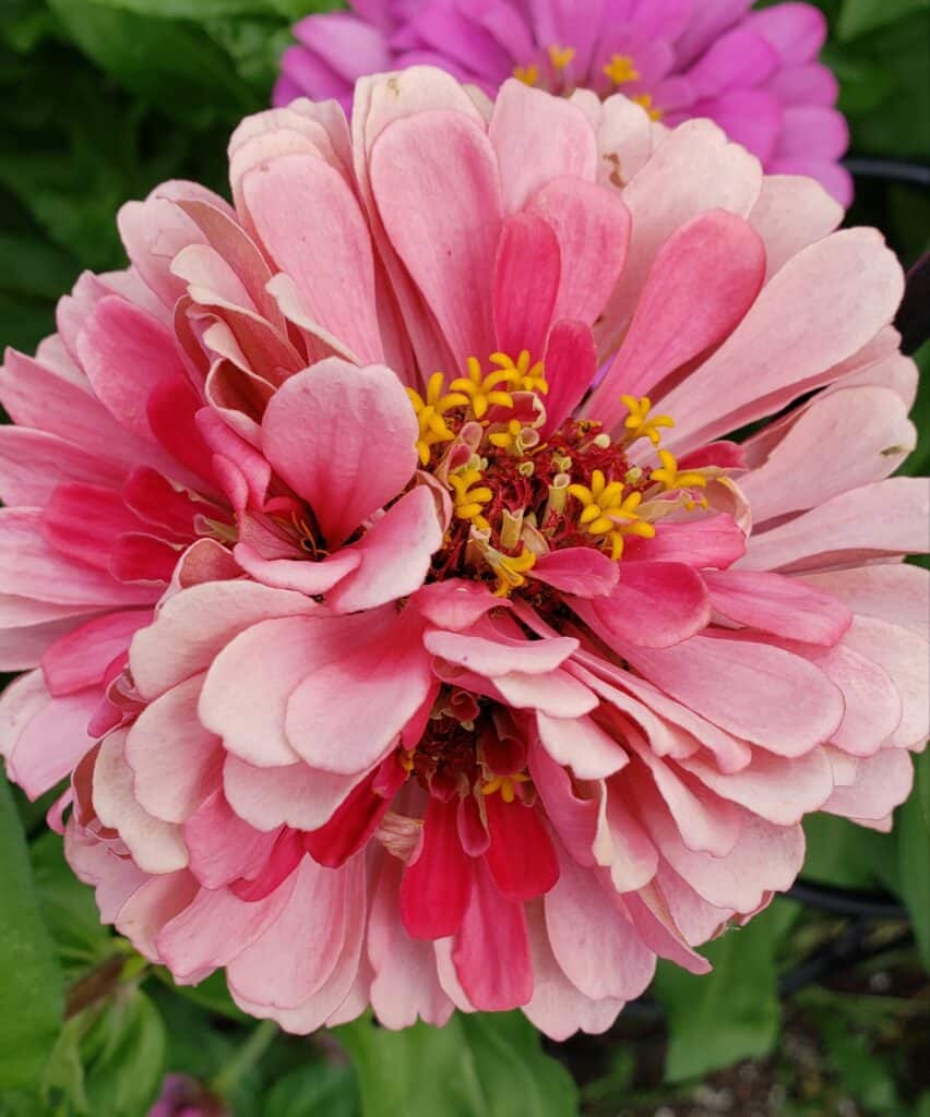 photo of three-headed pink zinnia by AmyLu Riley