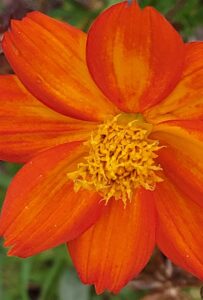 Photo of orange flower by AmyLu Riley