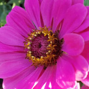 Photo of pink-purple zinnia by AmyLu Riley