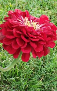 Photo of red zinnia by AmyLu Riley