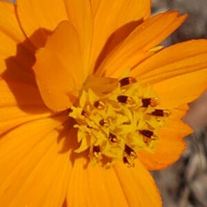 Photo of yellow flower by AmyLu Riley