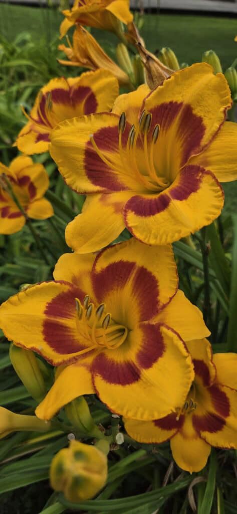 Yellow and deep red lilies photo by AmyLu Riley