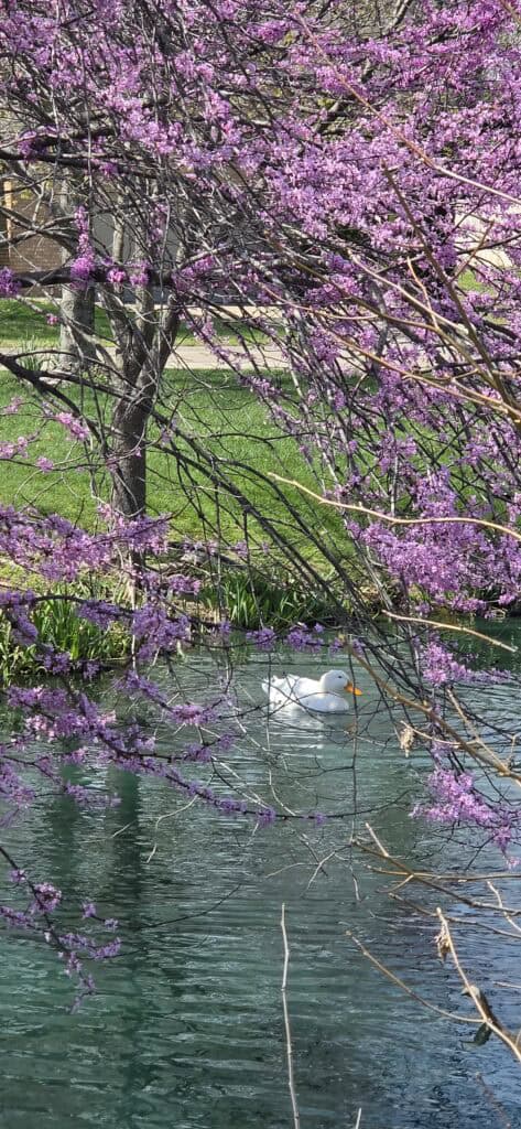 photo of white duck on pond with lilac tree blooming in foreground